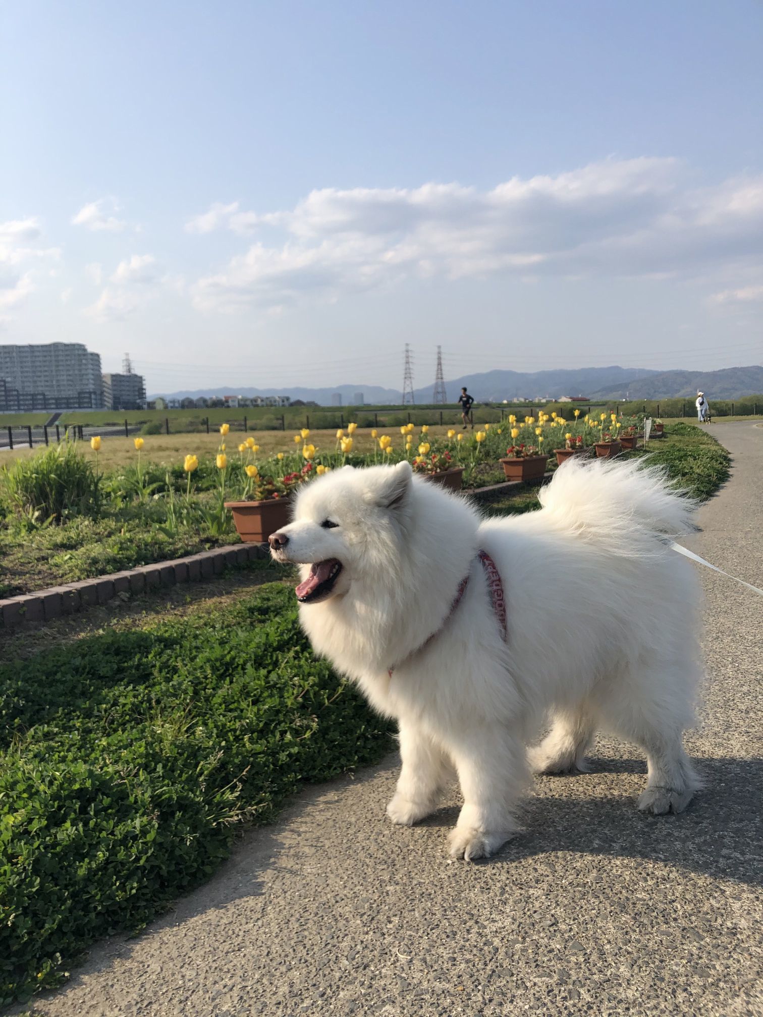 2020年4月前半 インスタ写真集 その2_f0128542_13525983.jpg
