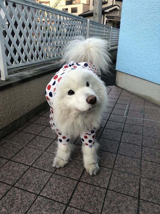 2020年4月前半 インスタ写真集 その2_f0128542_13555200.jpg