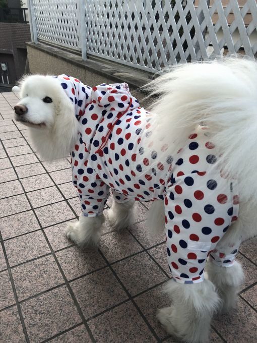 2020年4月前半 インスタ写真集 その2_f0128542_13572775.jpg