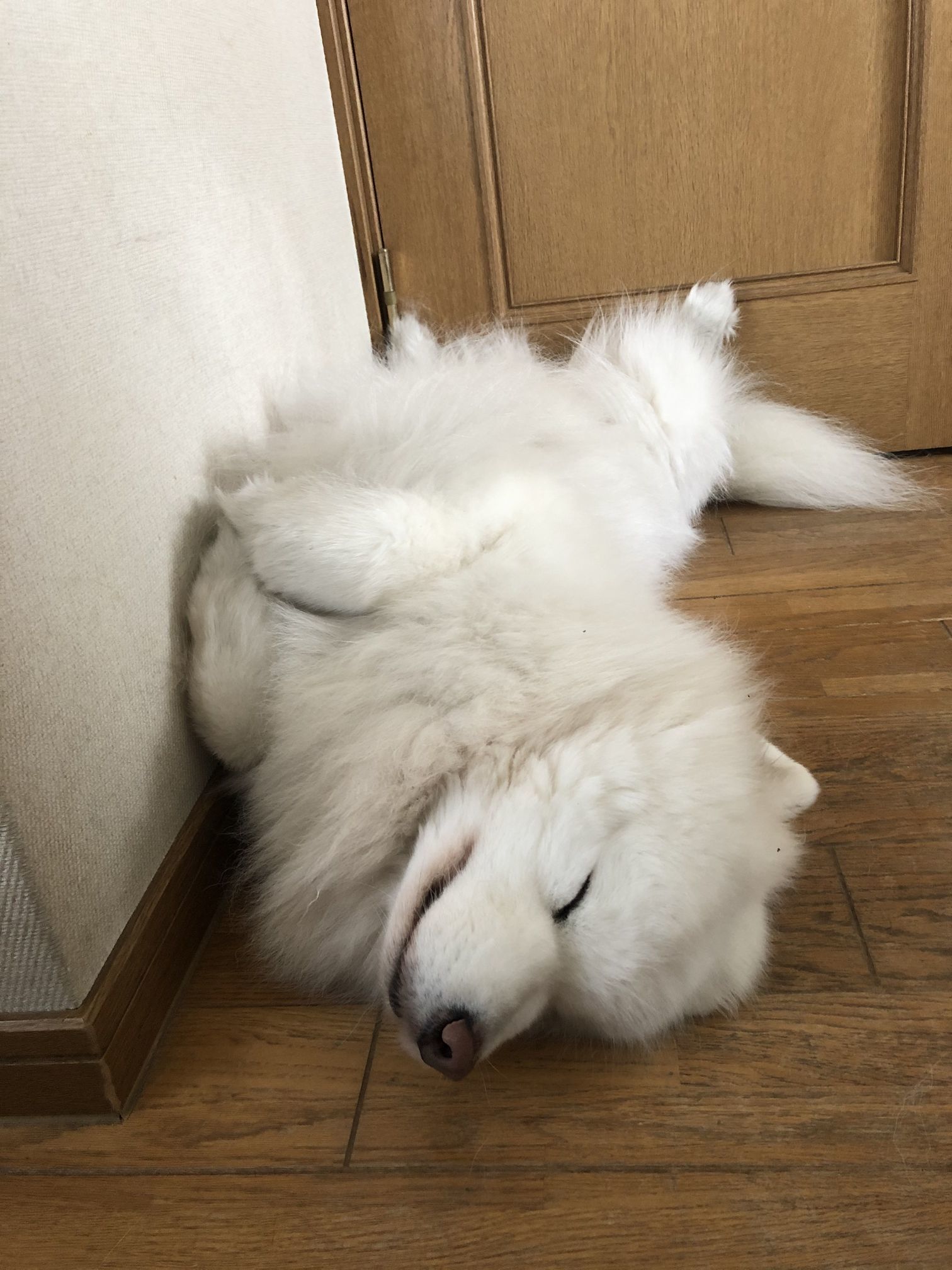 2020年4月前半 インスタ写真集 その2_f0128542_14033401.jpg
