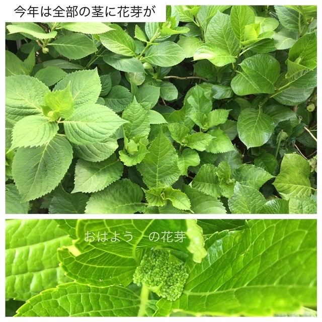 時短料理アイデア　YouTube  紫陽花_a0084343_10582777.jpeg