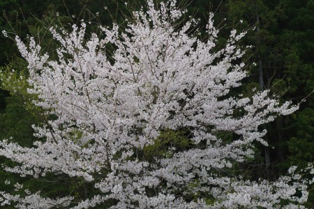 山は花ざかり_f0114346_06390633.jpg