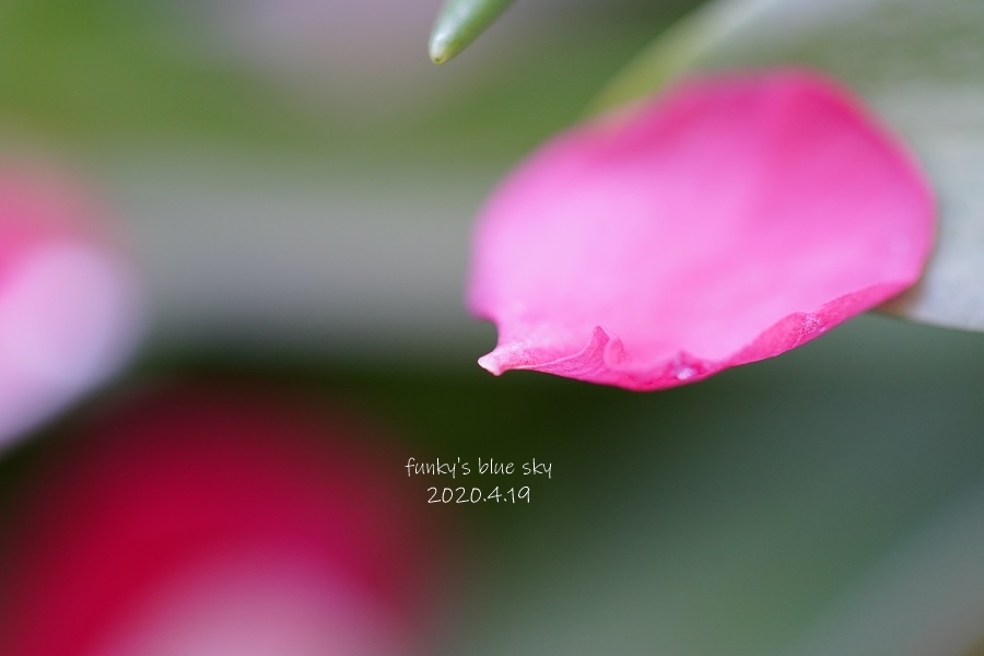 花散るころ Funky S Blue Sky