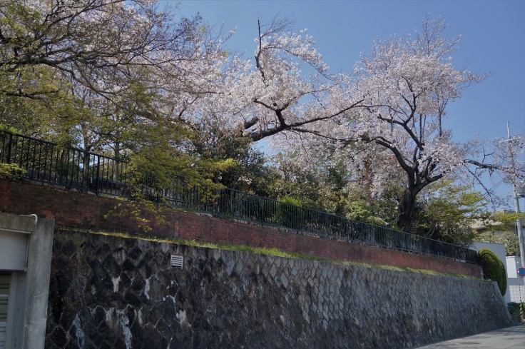 火垂るの墓ゆかりのニテコ池の桜_b0063958_09513887.jpg