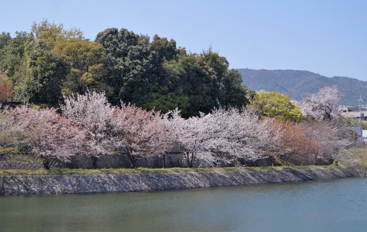 火垂るの墓ゆかりのニテコ池の桜_b0063958_09541115.jpg
