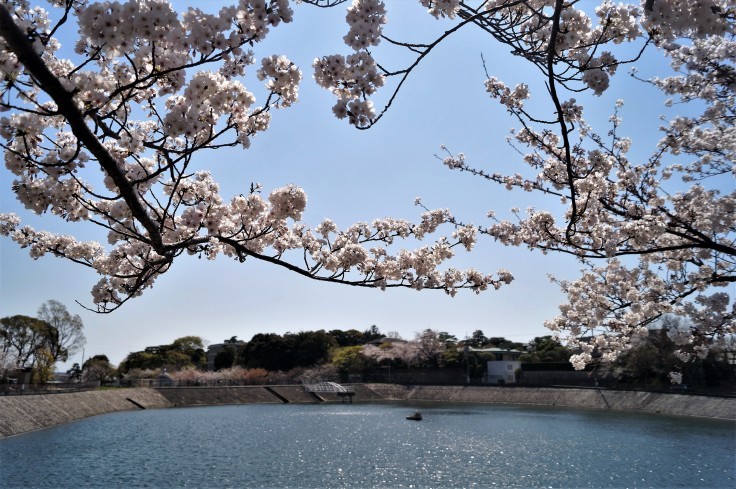 火垂るの墓ゆかりのニテコ池の桜_b0063958_09543834.jpg