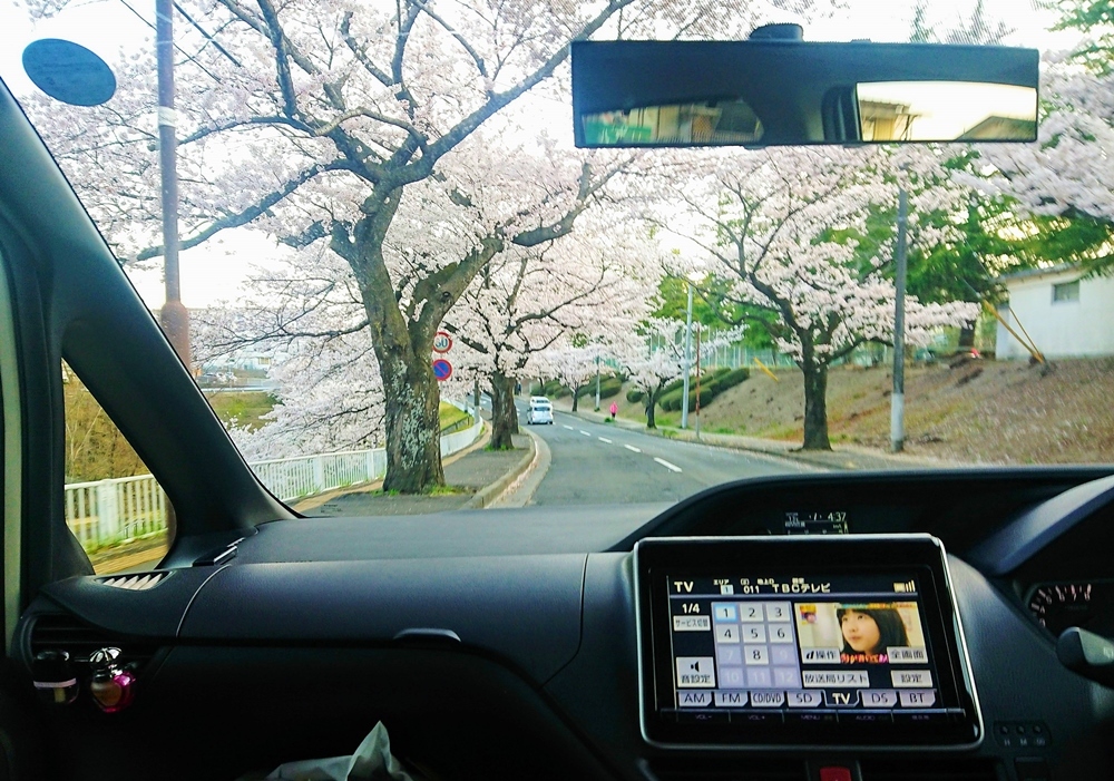 桜の季節を過ぎても_d0039059_07330439.jpg