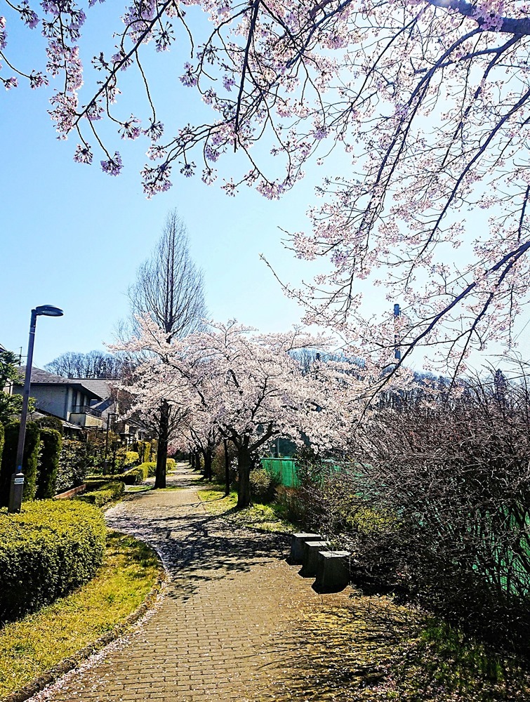 桜の季節を過ぎても_d0039059_08420739.jpg