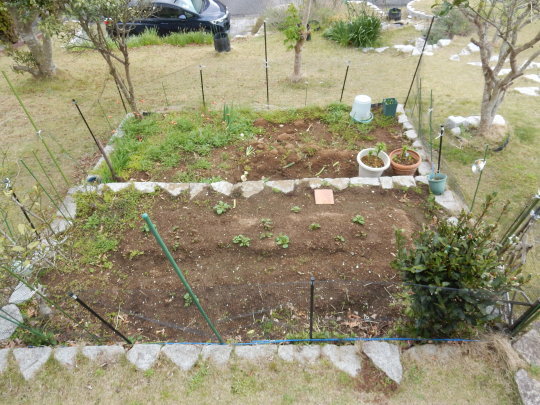 ’20,4,23(木)ジャガイモの芽が順調に出てきたYO!_f0060461_12583879.jpg