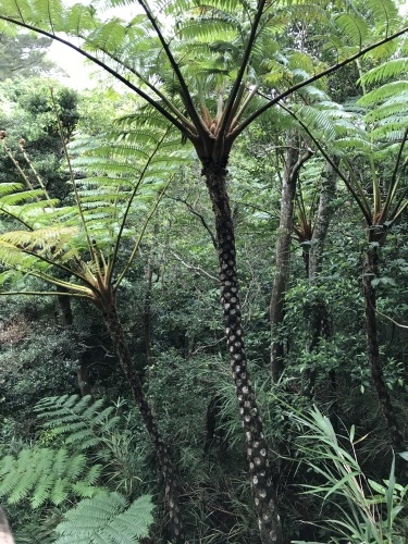 Day-15, Quarantine._c0153966_18570410.jpeg