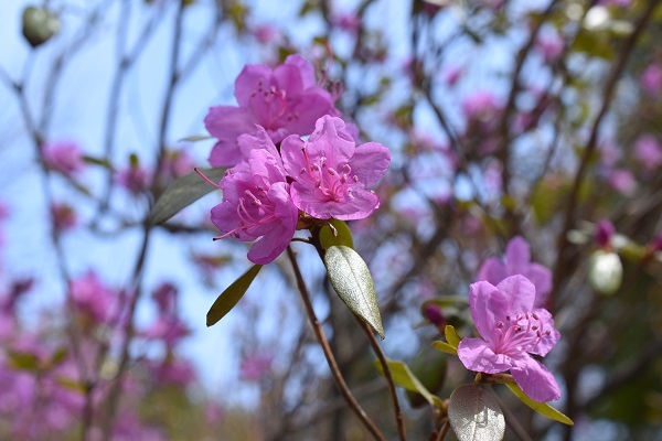 豊平公園。エゾエンゴサク、カタクリが満開です。_f0362073_08504564.jpg