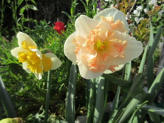 水仙 ピンクワンダー の んびり 水仙 ピンクワンダー の んびり