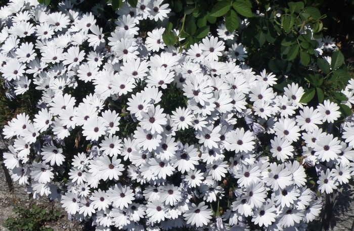 アフリカン デージーが盛りです 楽餓鬼