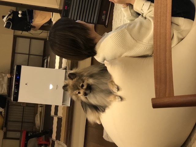 ポメラニアンがおります&#128149;_c0060693_07493093.jpeg