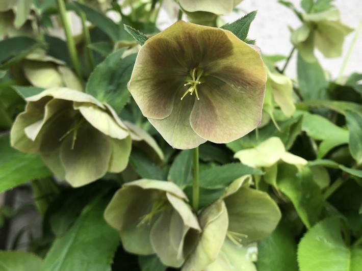 本日のフォト「クリスマスローズの変幻 」_f0201297_10593520.jpeg