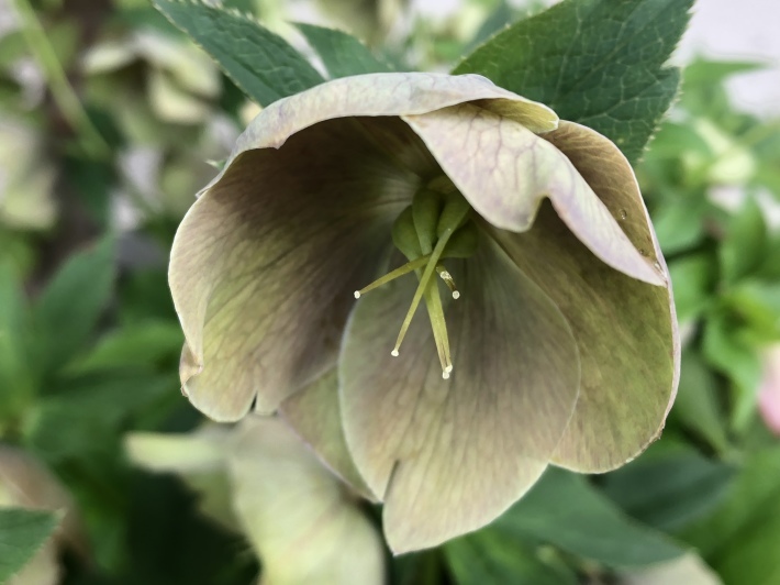 本日のフォト「クリスマスローズの変幻 」_f0201297_10594849.jpeg