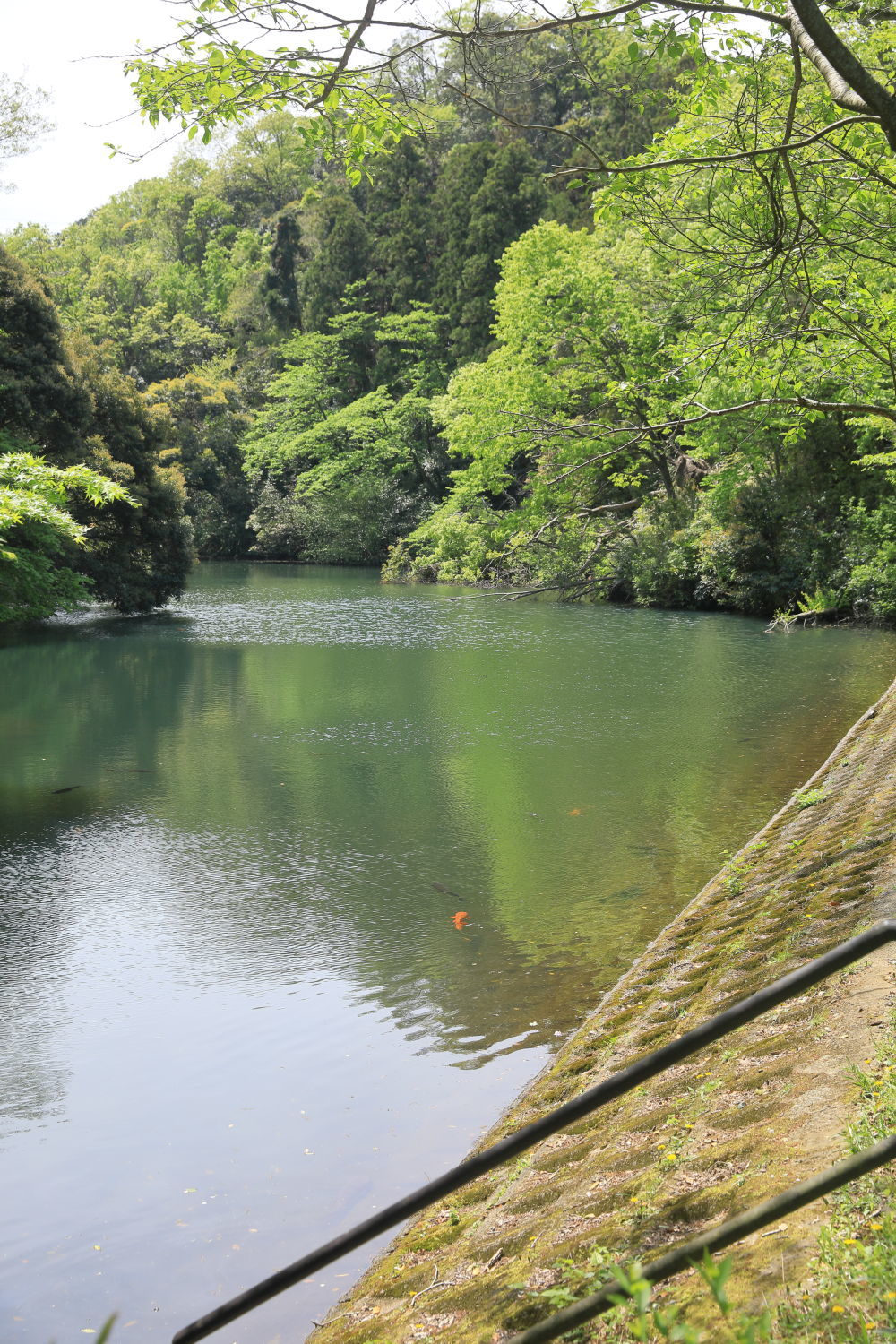 新緑の中に何かいる!?_b0275998_13153386.jpg