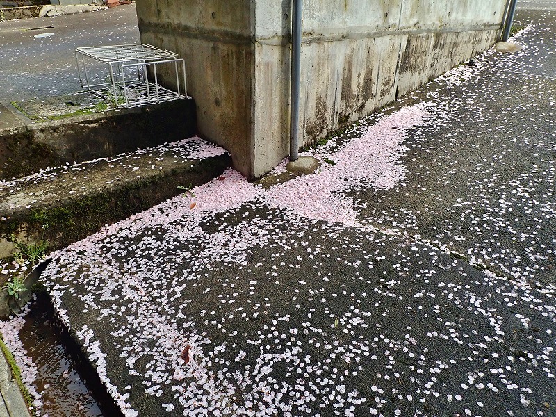 そろそろ桜も終盤でしょうか_c0336902_20215918.jpg