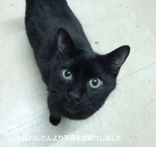 男の子3匹やってきました_f0242002_19352401.jpg