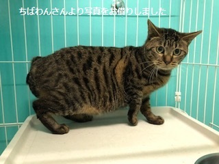 男の子3匹やってきました_f0242002_19353809.jpg