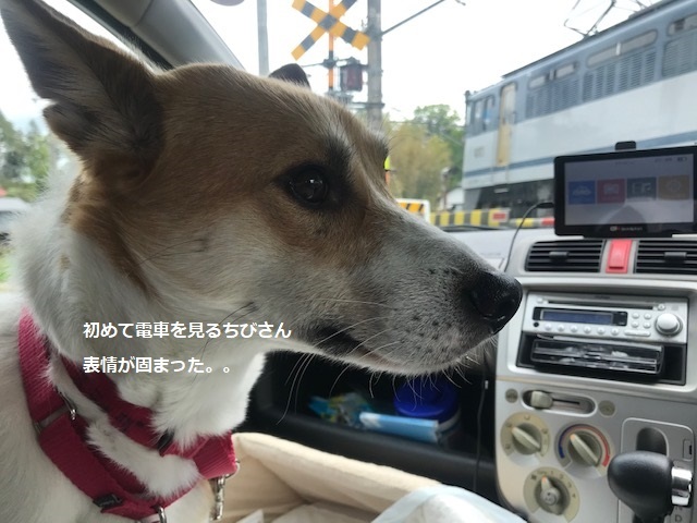 男の子3匹やってきました_f0242002_19360228.jpg