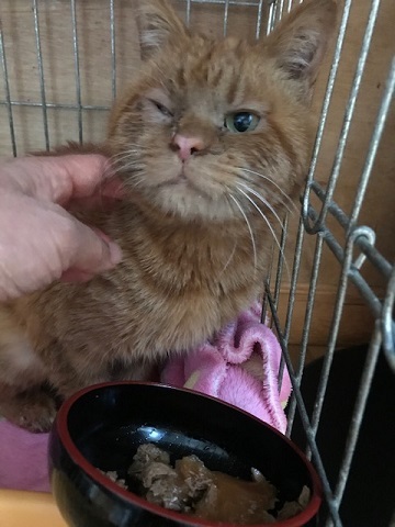 男の子3匹やってきました_f0242002_20212292.jpg