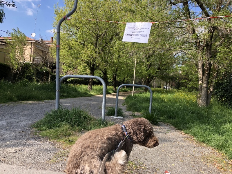 『…犬はコロナ大丈夫なの？』&#128054;&#128169; 犬もロックダウン生活の今⑥【イタリア】&#127470;&#127481;_b0246303_01202766.jpeg