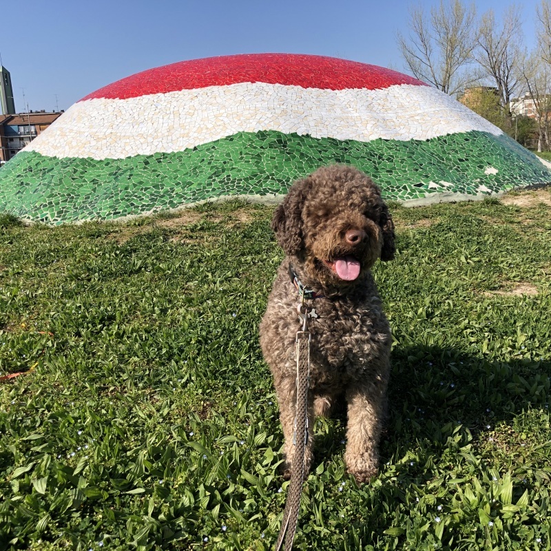 『…犬はコロナ大丈夫なの？』&#128054;&#128169; 犬もロックダウン生活の今⑥【イタリア】&#127470;&#127481;_b0246303_01265757.jpeg