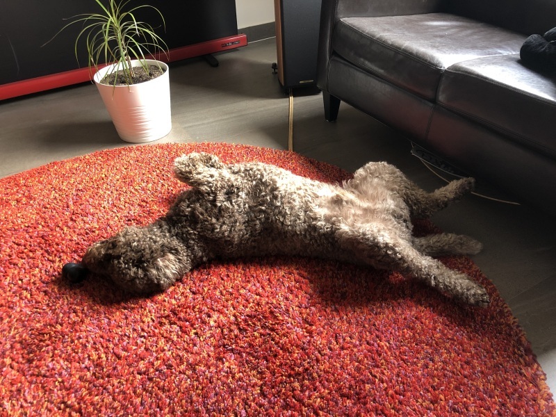 『…犬はコロナ大丈夫なの?』🐶💩 犬もロックダウン生活の今⑥【イタリア】🇮🇹_b0246303_04282576.jpeg