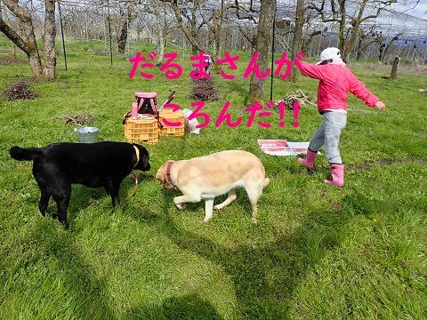 あの手この手。_c0182012_16212115.jpg