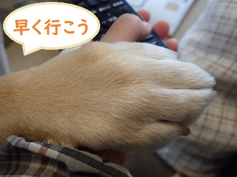 あの手この手。_c0182012_16212496.jpg