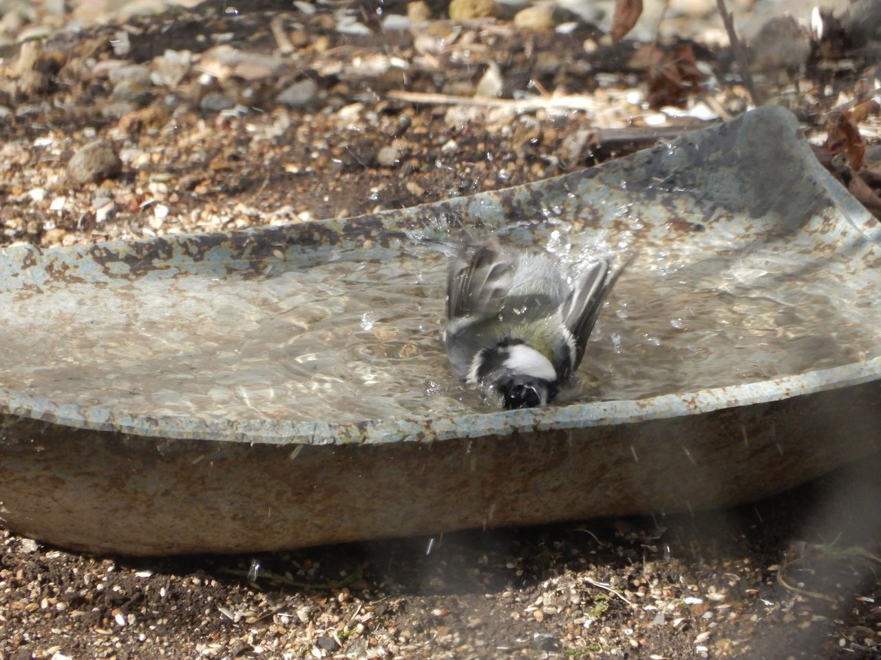 今朝もやってきたシジュウカラ_c0025115_22292114.jpg