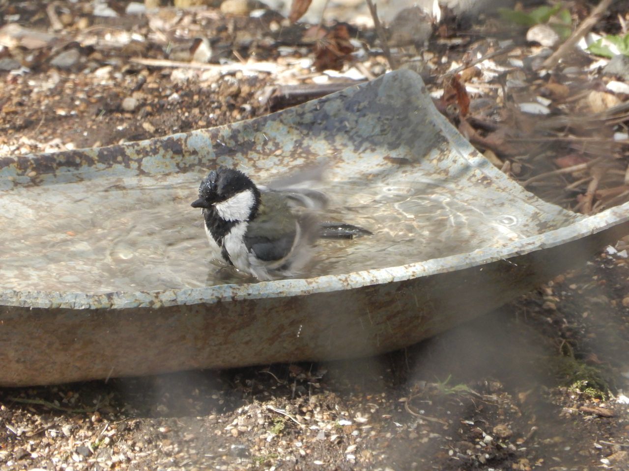 今朝もやってきたシジュウカラ_c0025115_22302624.jpg