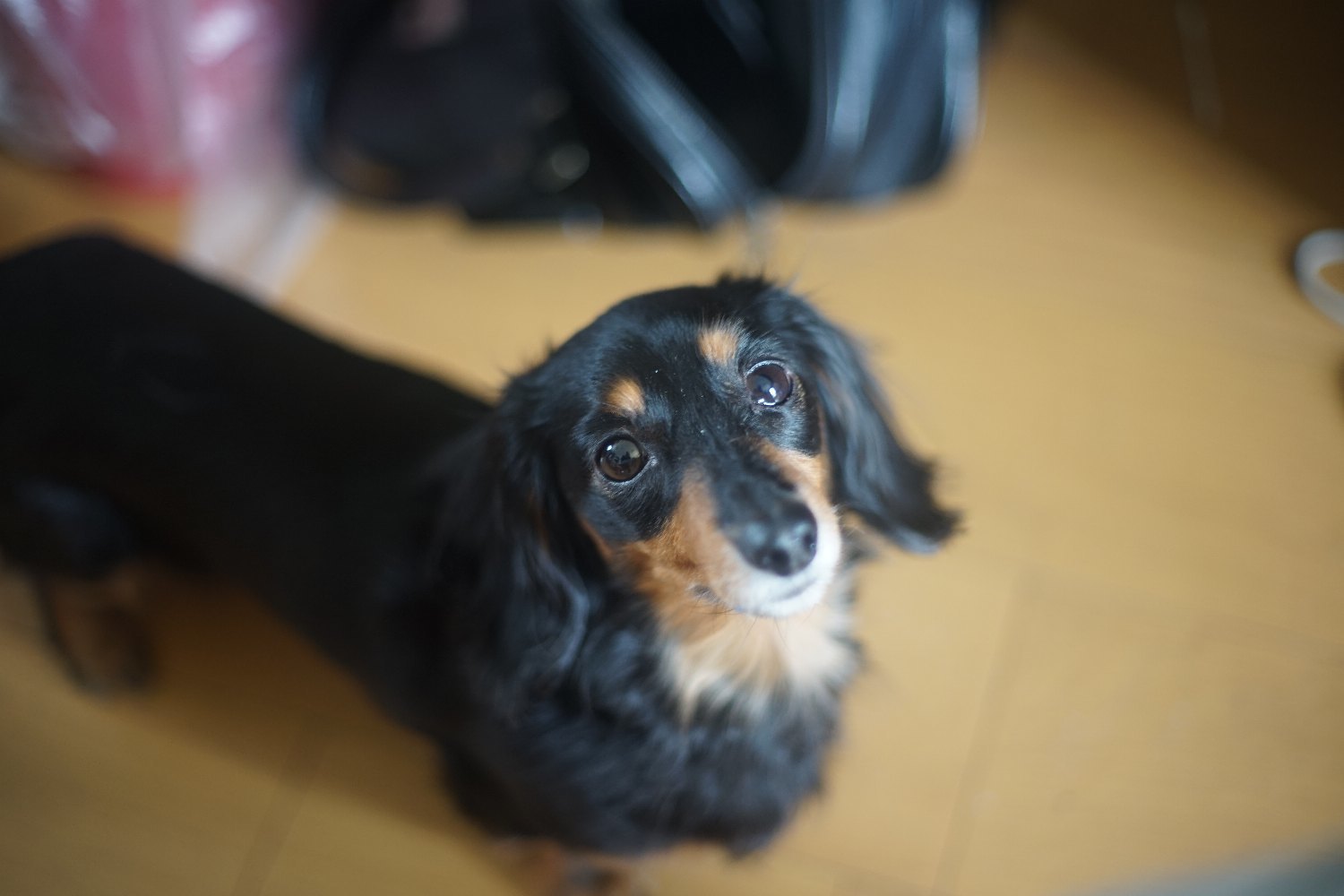 SMC ペンタックス 50mm F1.4 で 遊びましょ_b0069128_14385044.jpg