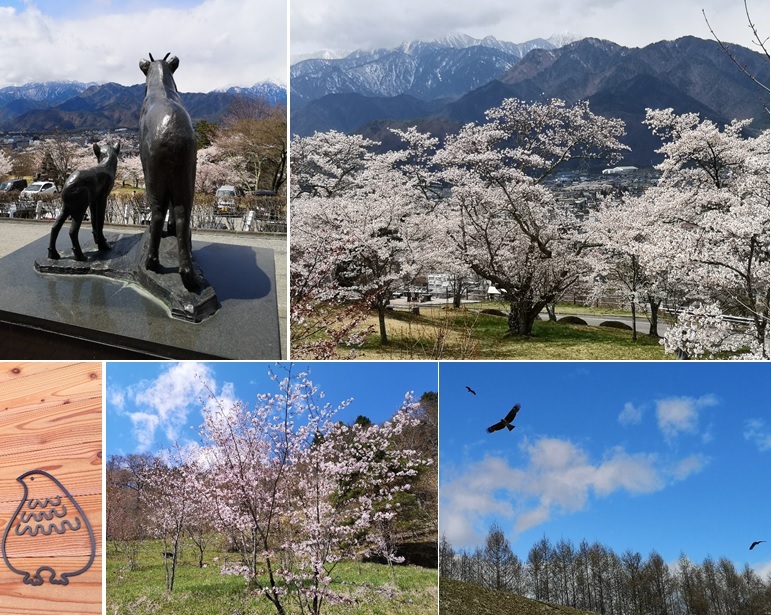 大町山岳博物館(休館)前の桜_a0212730_19280375.jpg