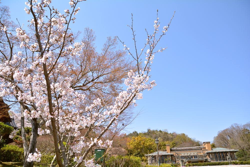 帝国ホテルと桜1_e0373930_23000818.jpg