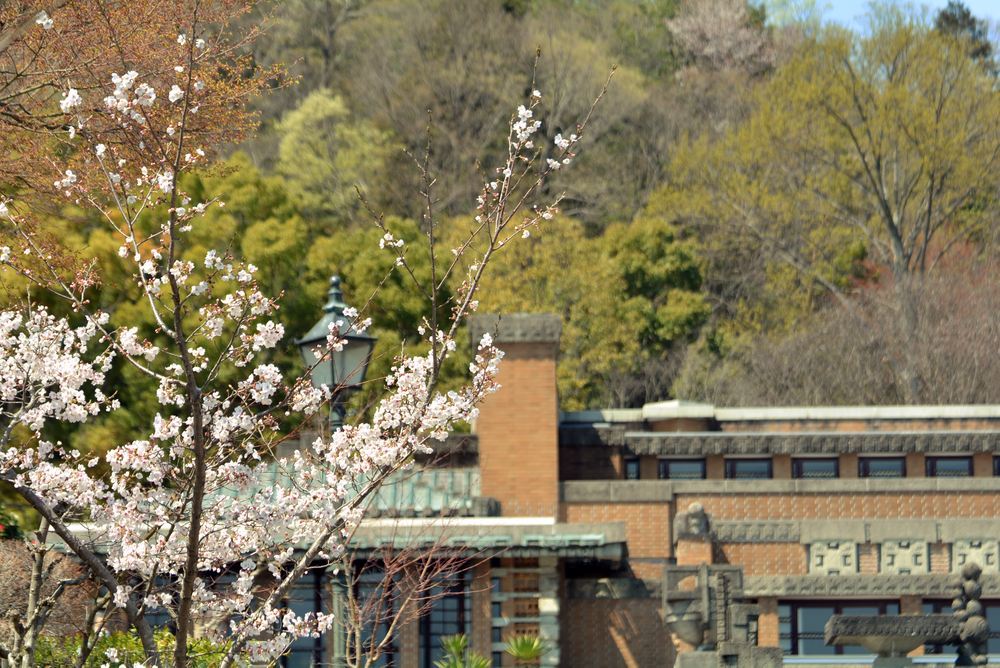 帝国ホテルと桜1_e0373930_23000851.jpg
