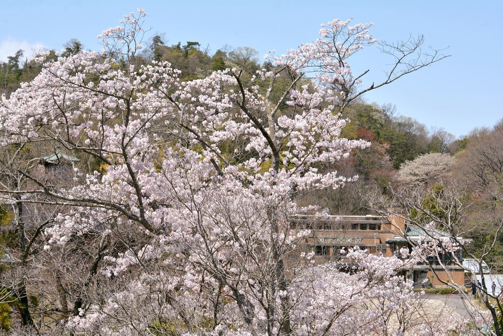 帝国ホテルと桜2_e0373930_23200599.jpg