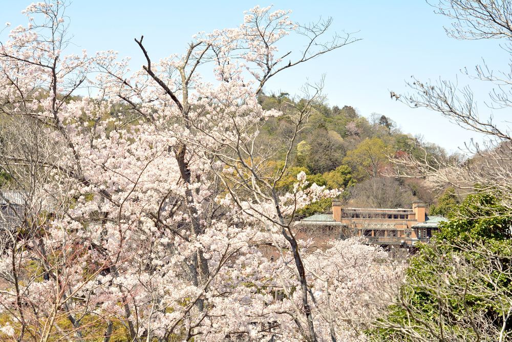 帝国ホテルと桜2_e0373930_23200625.jpg