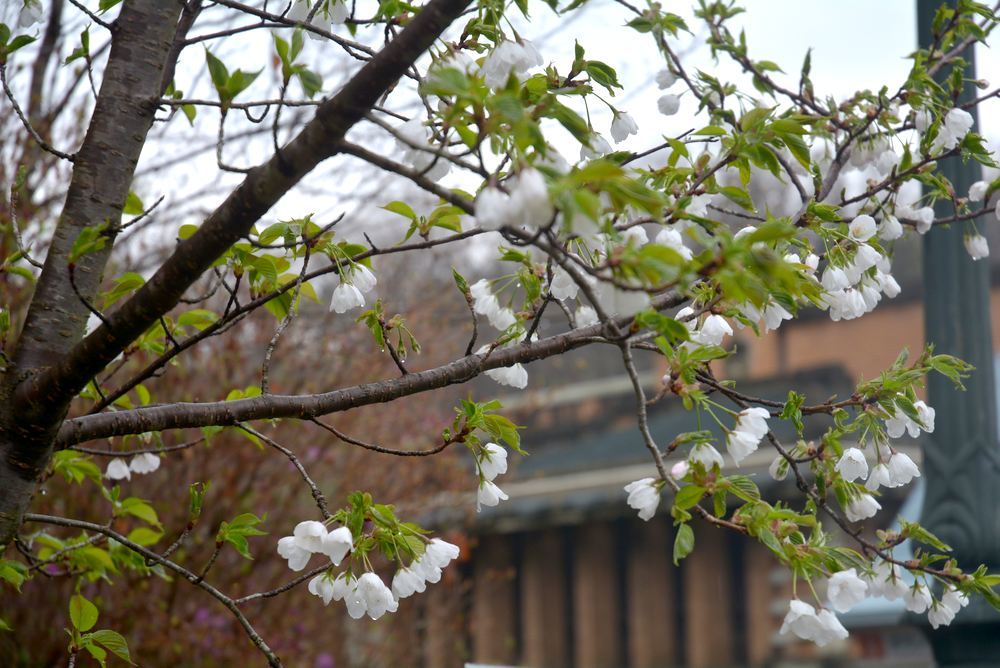 帝国ホテルと桜2_e0373930_23202163.jpg
