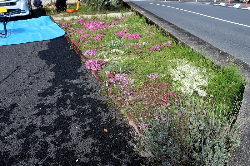 シバザクラの花言葉 中津スバルの濃いスバリストに贈る情報