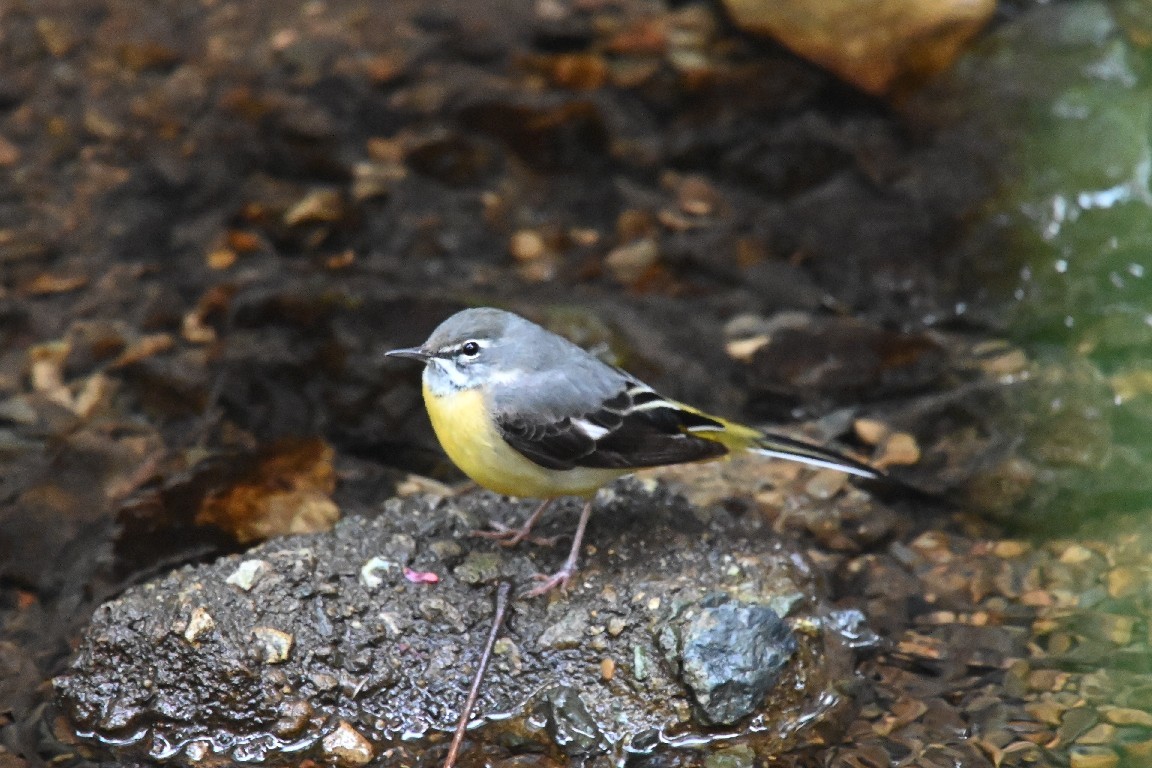 箕面　キビタキ、オオルリ_f0340732_12133251.jpg