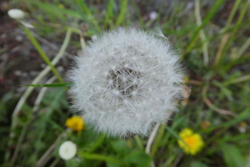 旅に出る ① ／ たんぽぽの綿毛 : そらいろのパレット