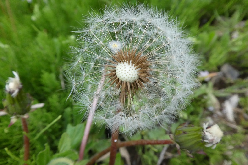 旅に出る たんぽぽの綿毛 そらいろのパレット