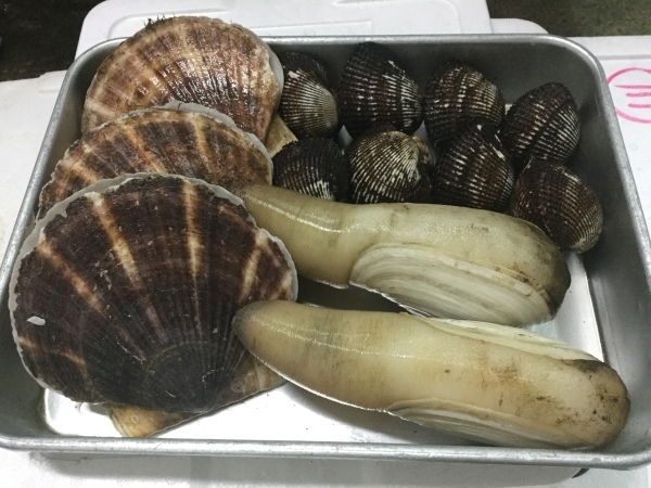 ミル貝 殻付きホタテ 入荷しています 鹿児島市の魚専門店 満田商店です