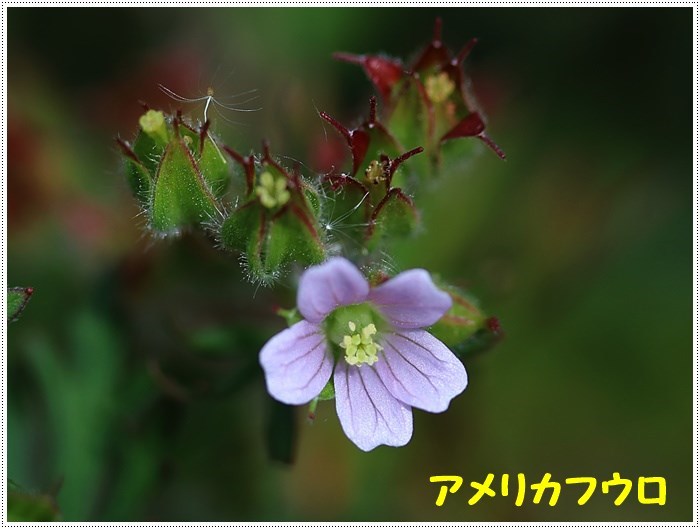 さくらと大を連れていない散歩は ついつい足元の野草に目が行く カメラが向く 幸せな気持ちになれます さくらおばちゃんの趣味悠遊 さくらと大を連れていない散歩は ついつい足元の野草に目が行く カメラが向く 幸せな気持ちになれます さくらおばちゃんの趣味悠遊