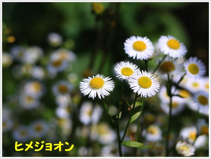 さくらと大を連れていない散歩は ついつい足元の野草に目が行く カメラが向く 幸せな気持ちになれます さくらおばちゃんの趣味悠遊 さくらと大を連れていない散歩は ついつい足元の野草に目が行く カメラが向く 幸せな気持ちになれます さくらおばちゃんの趣味悠遊