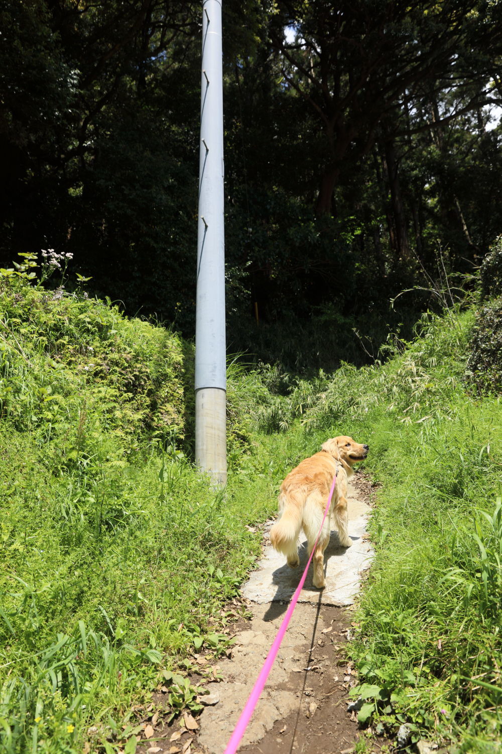 山道を行く♪_b0275998_14530440.jpg
