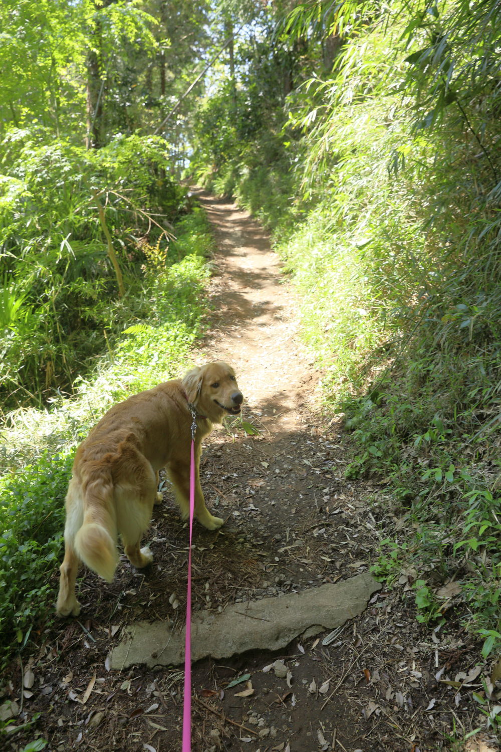 山道を行く♪_b0275998_14532185.jpg