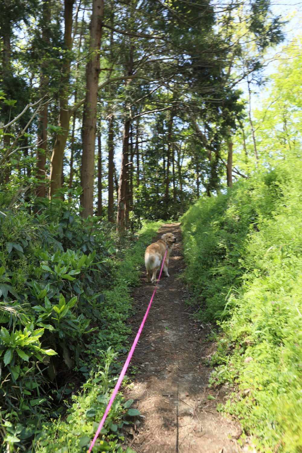 山道を行く♪_b0275998_14532750.jpg